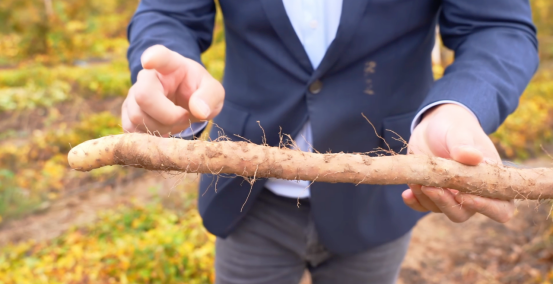 释草堂百日筑基